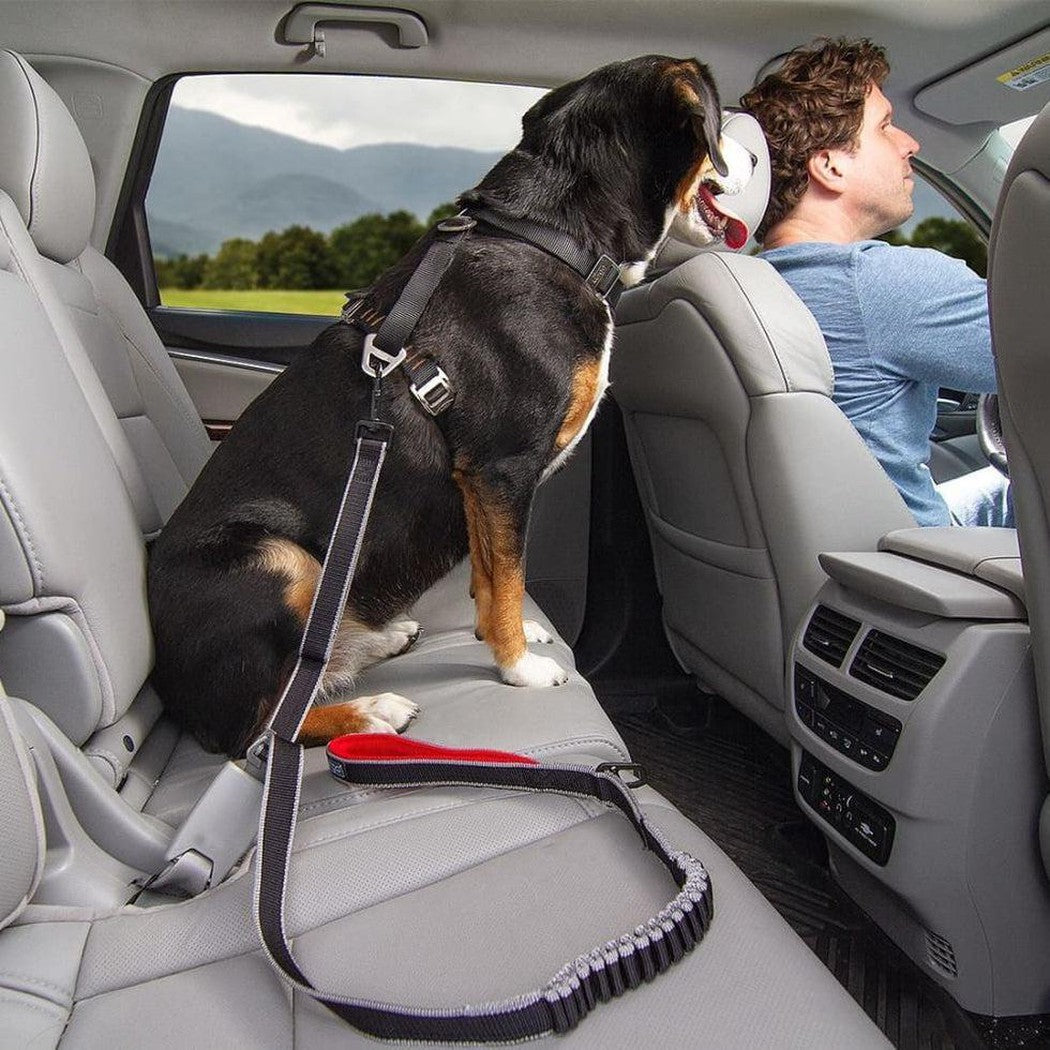 Kurgo Leash to Seatbelt Buckle Outdoor Dogs