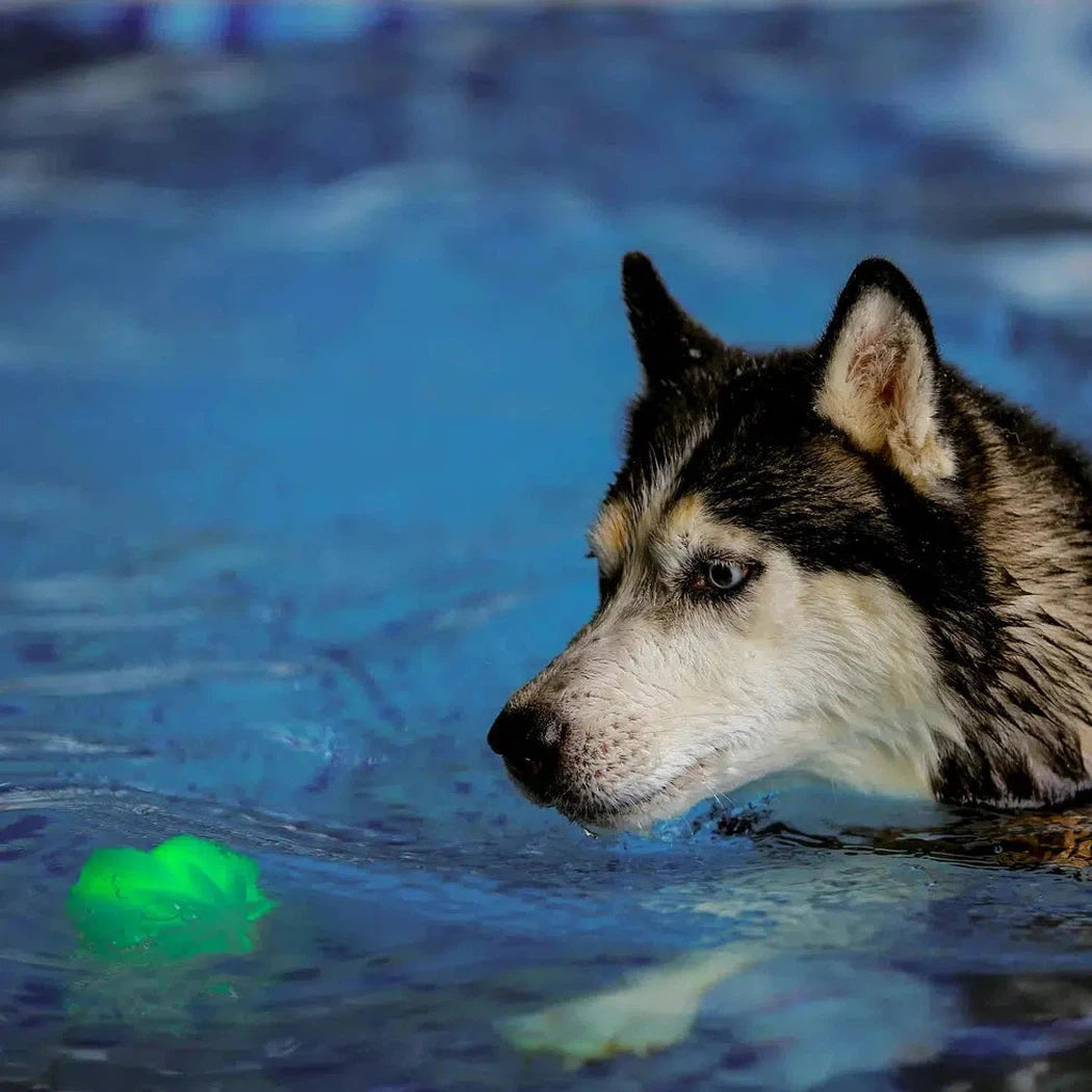 GlowStreak Wild LED Ball - Disc-O-Pets - Safety - Lights-Nite Ize-Appalachian Outfitters