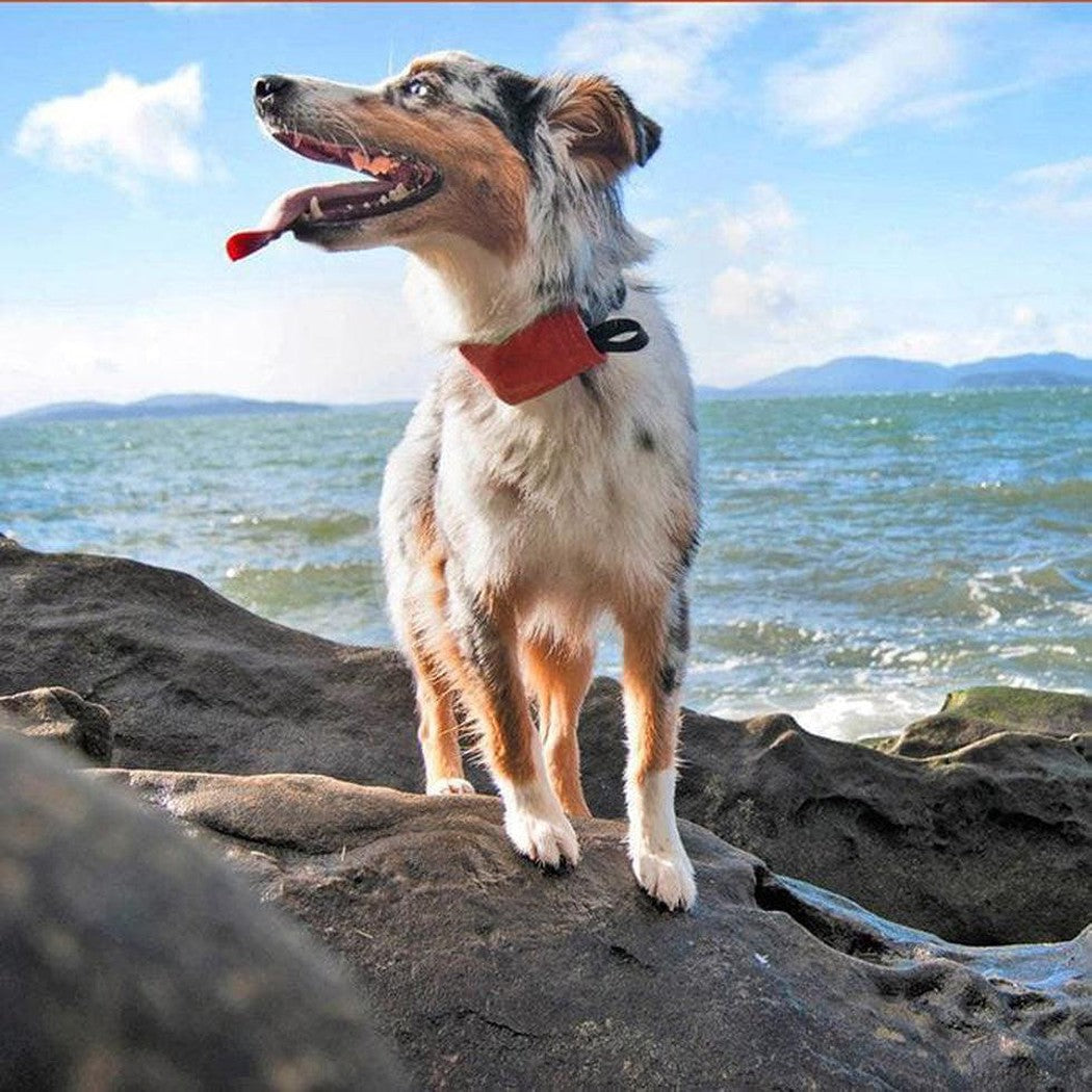 Nite Ize Raddog All-in-one Collar + Leash Outdoor Dogs