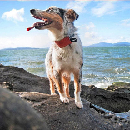 Nite Ize Raddog All-in-one Collar + Leash Outdoor Dogs