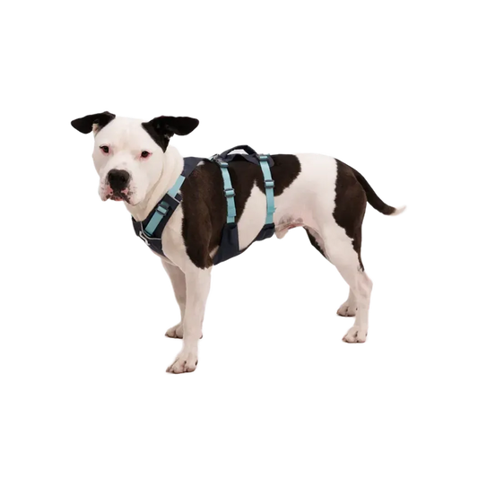 Ruffwear Flagline Dog Harness With Handle-Pets - Harnesses-Ruffwear-Appalachian Outfitters