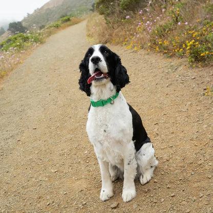 Springer Waterproof & Adjustable Dog Collar-Pets - Collars-Springer-Appalachian Outfitters