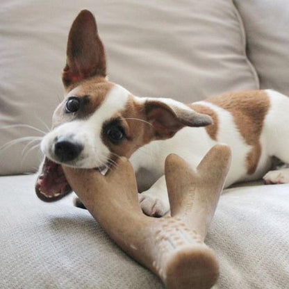Tall Tails Antler Chew-Pets - Toys-Tall Tails-Appalachian Outfitters