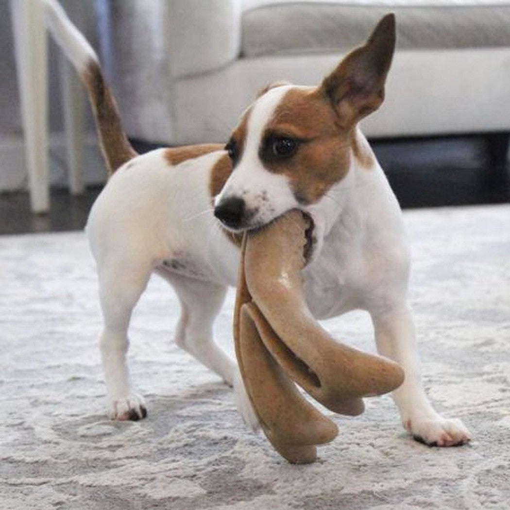 Tall Tails Antler Chew-Pets - Toys-Tall Tails-Appalachian Outfitters