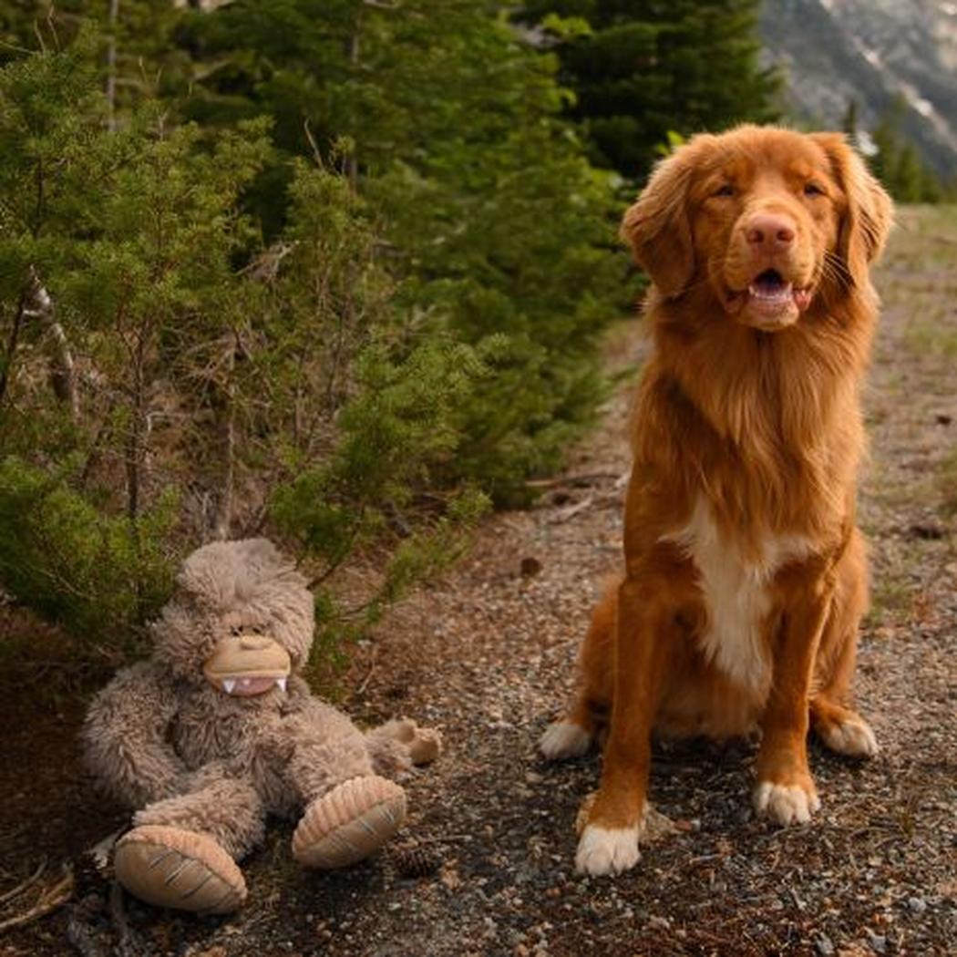 Tall Tails Stuffless Big Foot with Squeaker - 20"-Pets - Toys-Tall Tails-Appalachian Outfitters